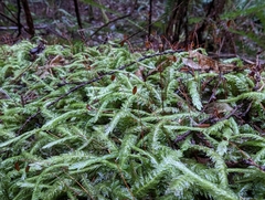 Plagiothecium undulatum