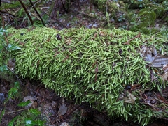 Plagiothecium undulatum