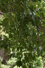 Ventilago ecorollata