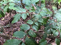 Pararchidendron pruinosum