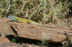 Lacerta citrovittata