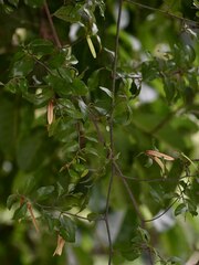 Ventilago ecorollata