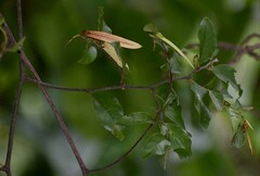Ventilago ecorollata
