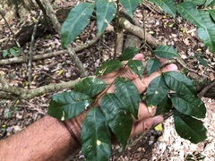 Pararchidendron pruinosum