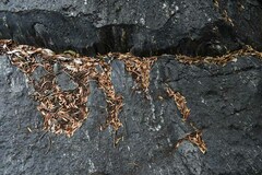 Ventilago ecorollata