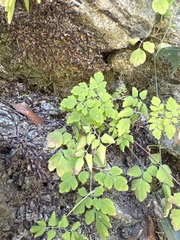 Corydalis