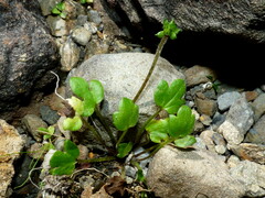 Ranunculus cheesemanii