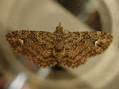 Pasiphilodes testulata