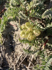 Astragalus nuttallii