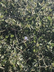 Ceanothus leucodermis