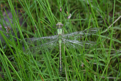 Ophiogomphus obscurus