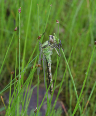 Ophiogomphus obscurus