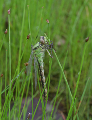 Ophiogomphus obscurus