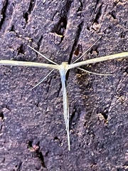 Hellinsia homodactylus