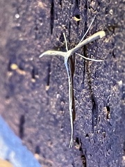 Hellinsia homodactylus