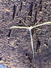 Hellinsia homodactylus