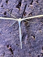 Hellinsia homodactylus