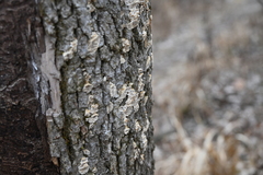 Aleurodiscus oakesii