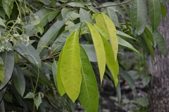Quassia indica