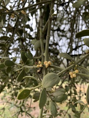 Phoradendron villosum