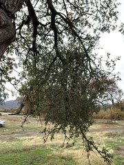 Phoradendron villosum