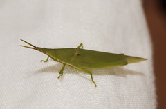 Atractomorpha australis