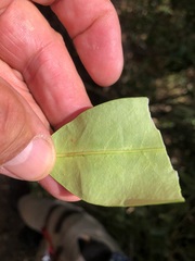 Parsonsia rotata
