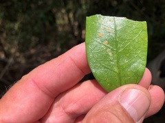 Parsonsia rotata