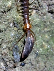 Lithobius variegatus rubriceps