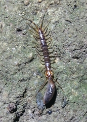 Lithobius variegatus rubriceps