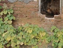 Clerodendrum infortunatum