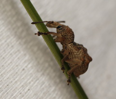 Leptopius tetraphysodes