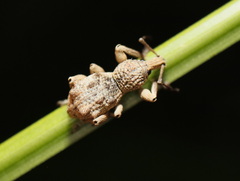 Leptopius tetraphysodes