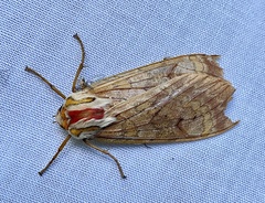 Phaegoptera
