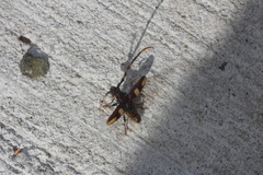 Dendrobias mandibularis