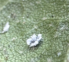 Aleuroplatus coronata