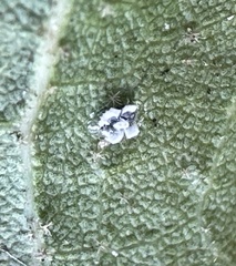 Aleuroplatus coronata