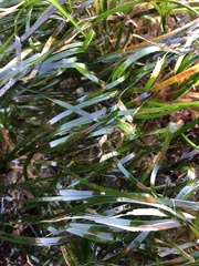 Phyllospadix scouleri