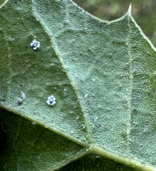 Aleuroplatus coronata