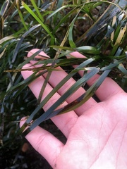 Phyllospadix scouleri