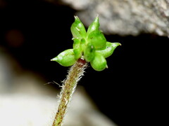 Ranunculus cheesemanii