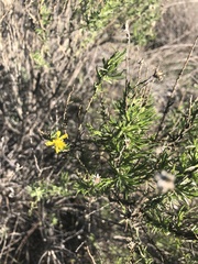Ericameria pinifolia