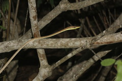 Oxybelis microphthalmus