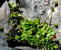 Ranunculus cheesemanii