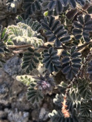 Dalea mollissima