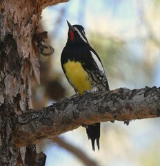 Sphyrapicus thyroideus