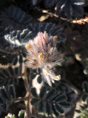 Dalea mollissima