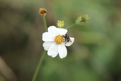 Copestylum tamaulipanum