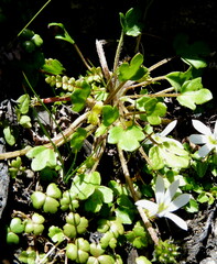 Ranunculus cheesemanii
