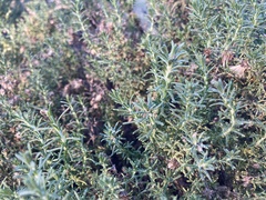 Ericameria ericoides